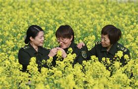 油菜花開(kāi)
