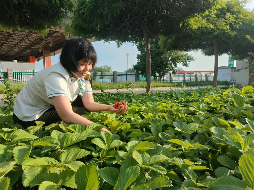 站區(qū)種植的草莓迎來豐收，職工們將圓潤(rùn)飽滿、色澤誘人的果實(shí)小心摘下，為食堂餐桌添上了清甜可口的美味鮮果。